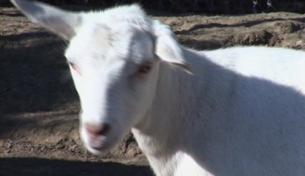 Cool.Air.2013.DVDRiP.AC3.XViD-CM8.avi_000534951